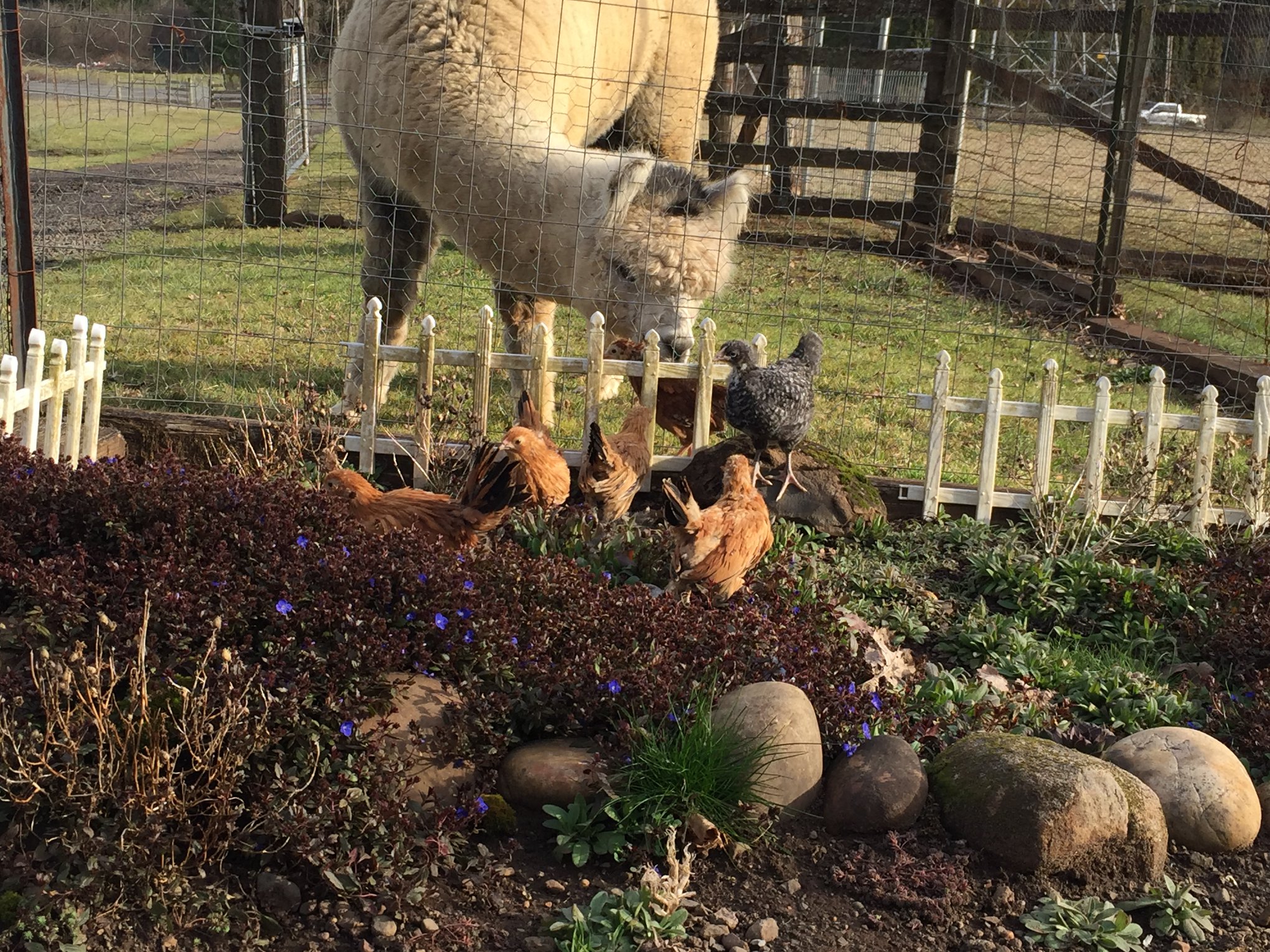 Alpacas and chickens on the farm
