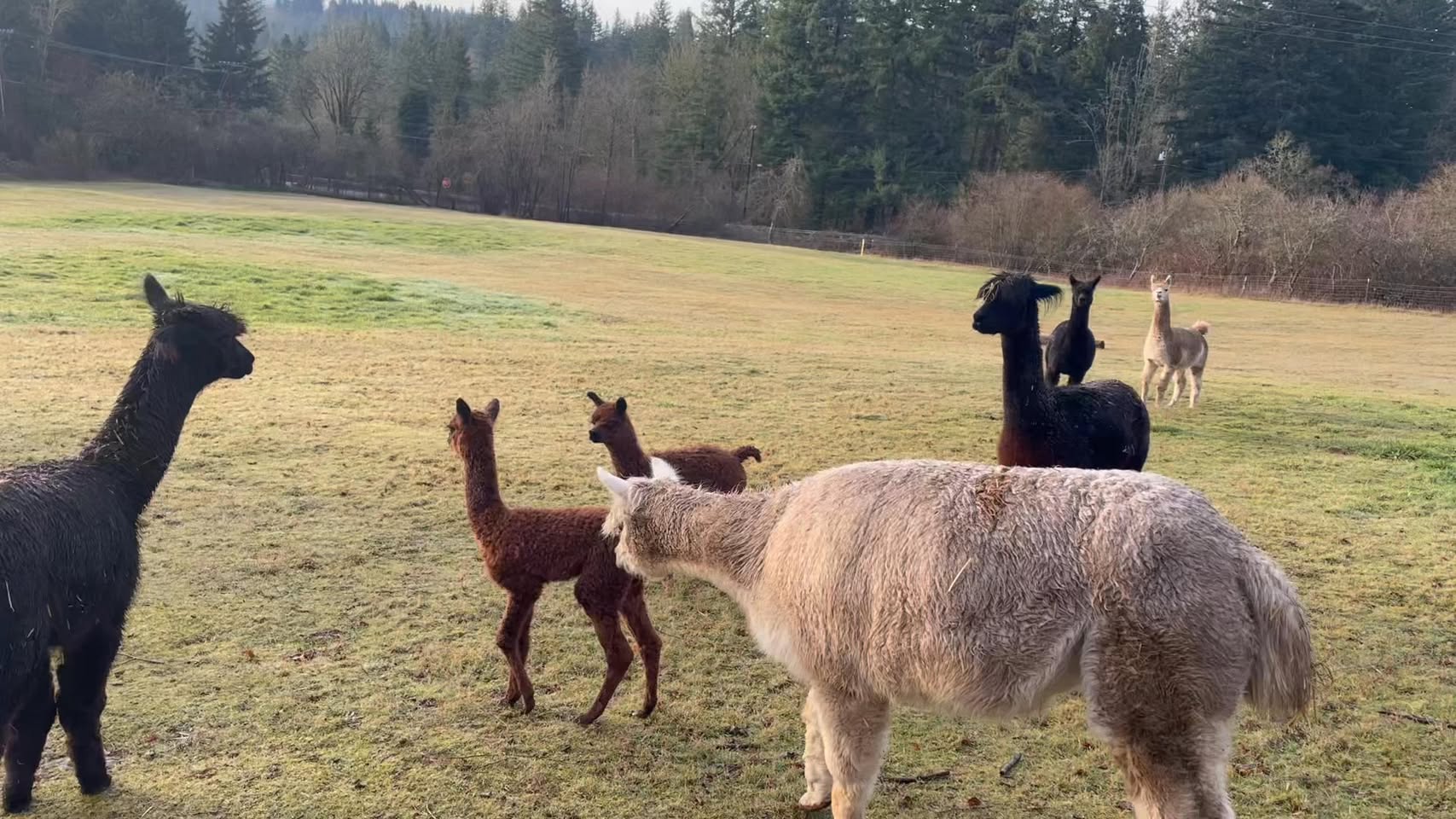 Alpaca herd at Moonview farm